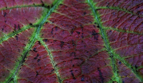 Bois des moutiers fall 2012 (58)